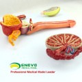 SELL 12471 Human Male Reproductive System Anatomical Model